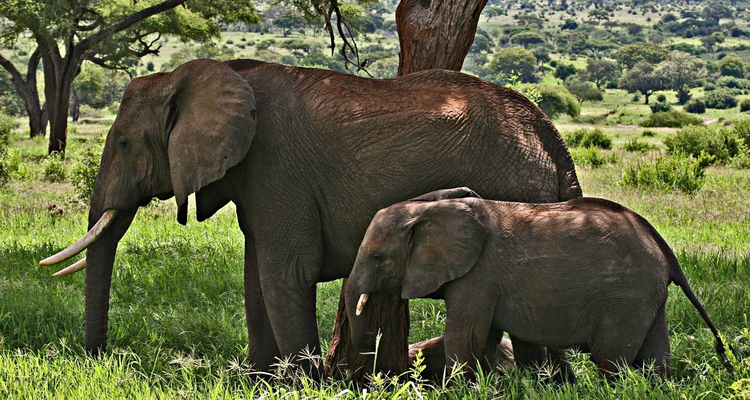 Dagtocht in de Ngorongorokrater - Africa Outland Safaris