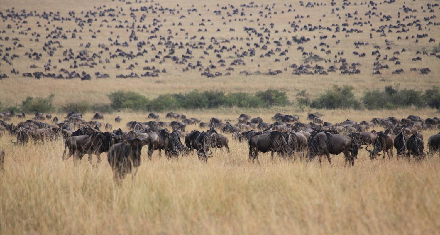 11 Day Best of East Africa Safari - Holiday Destination Safaris