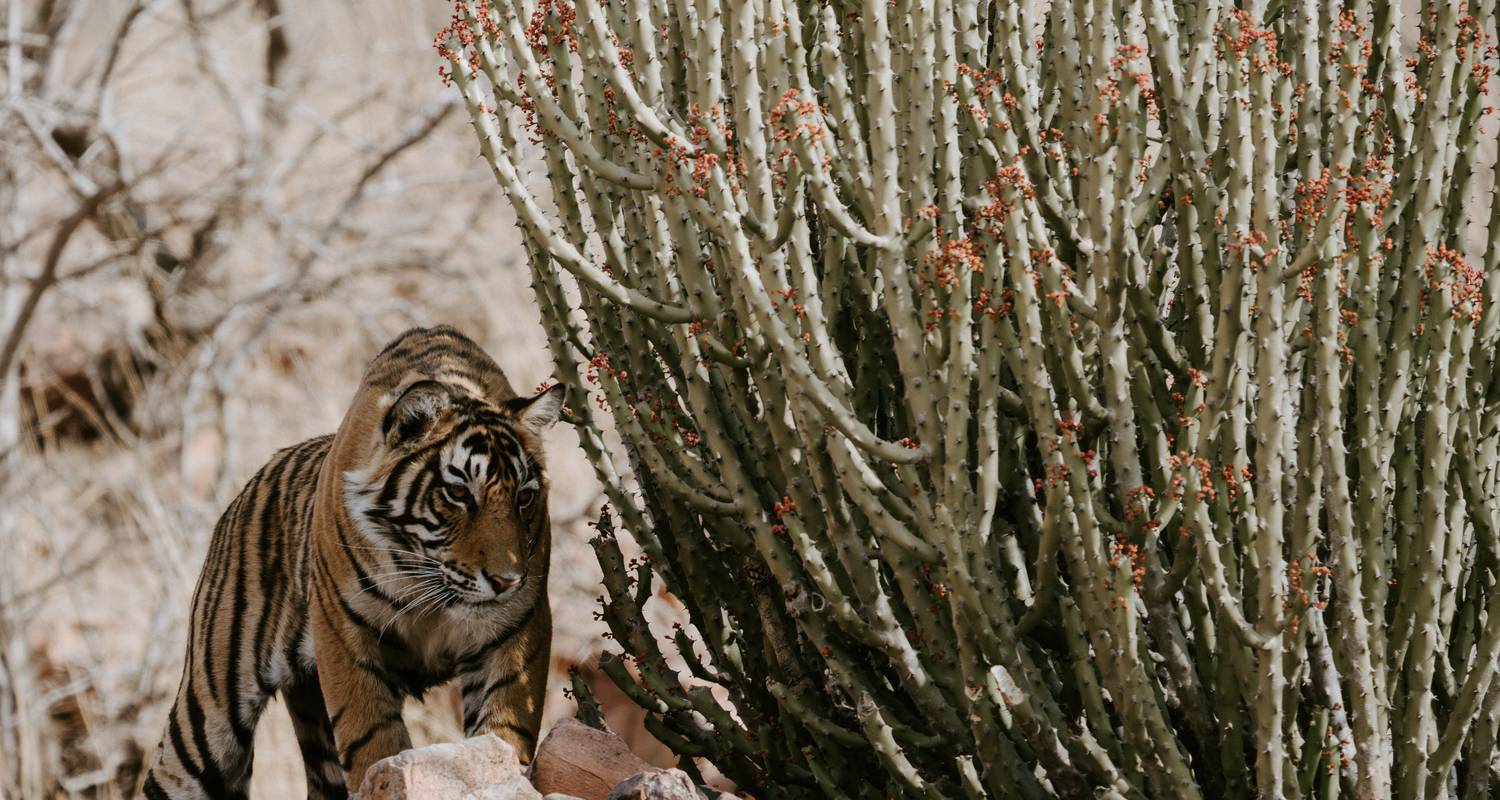 Rajastán Safaris