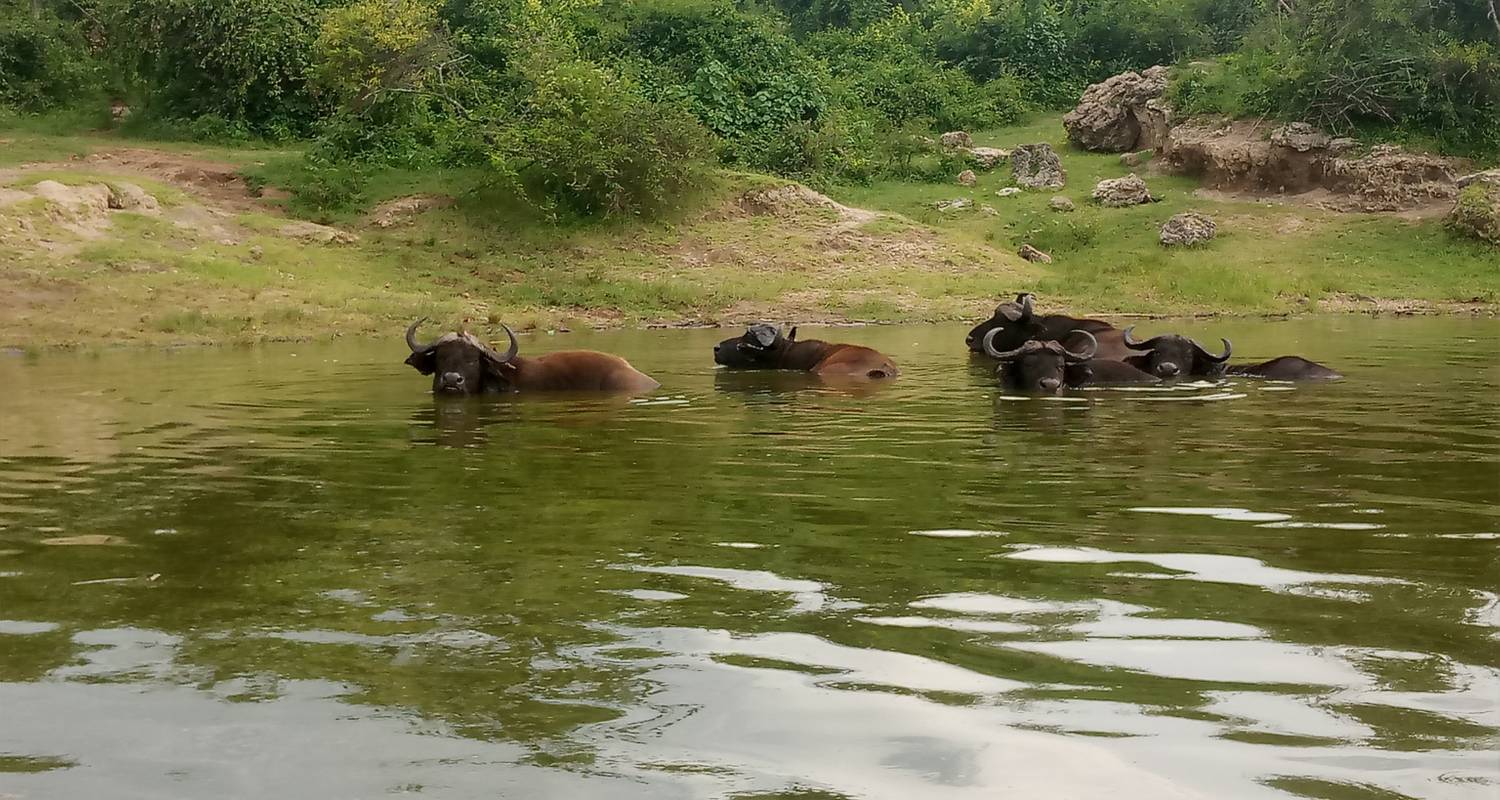 6 dagen gorilla- en wildsafari in Oeganda - Oikos Safaris