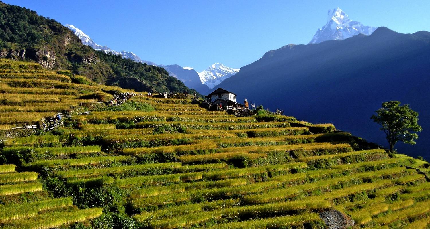 Trekking de 5 Días ( Ghorepani - Ghandruk) - All Nepal Hiking (P) ltd