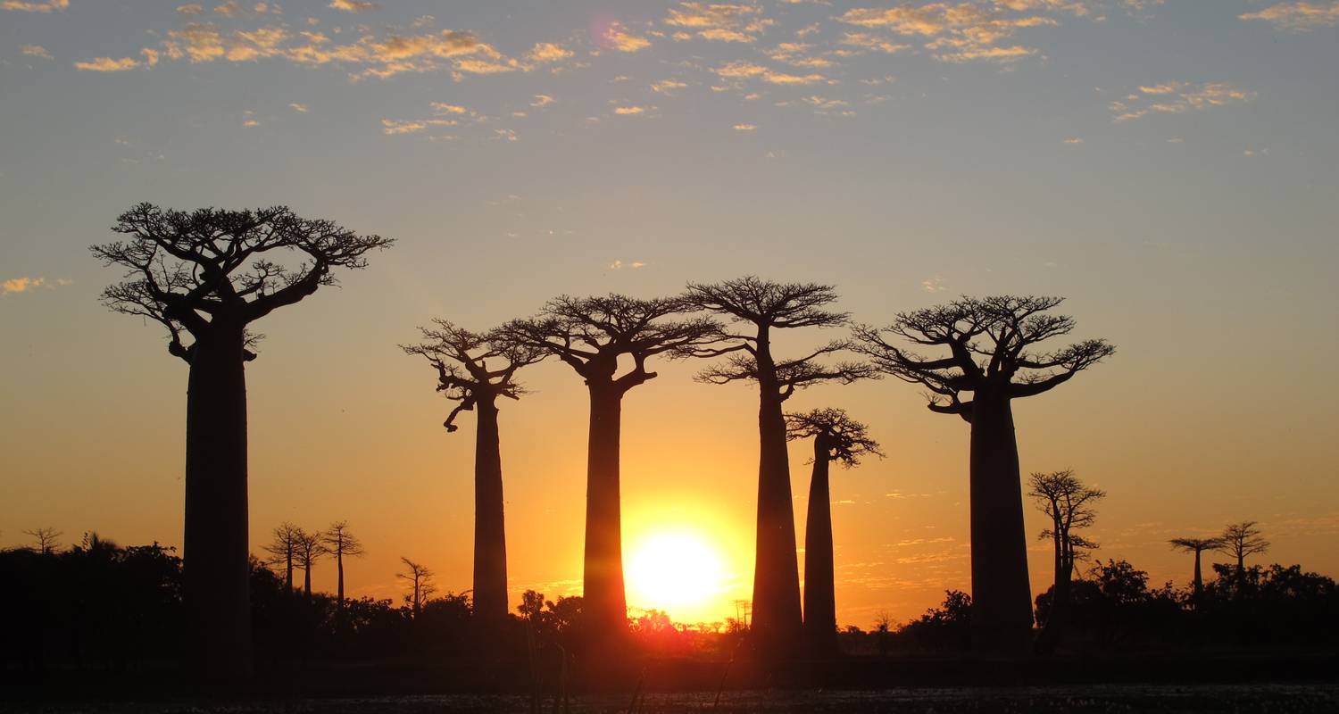 Madagaskar Baobabs und Lemuren Rundreise - 9 Tage - Fosa Travel