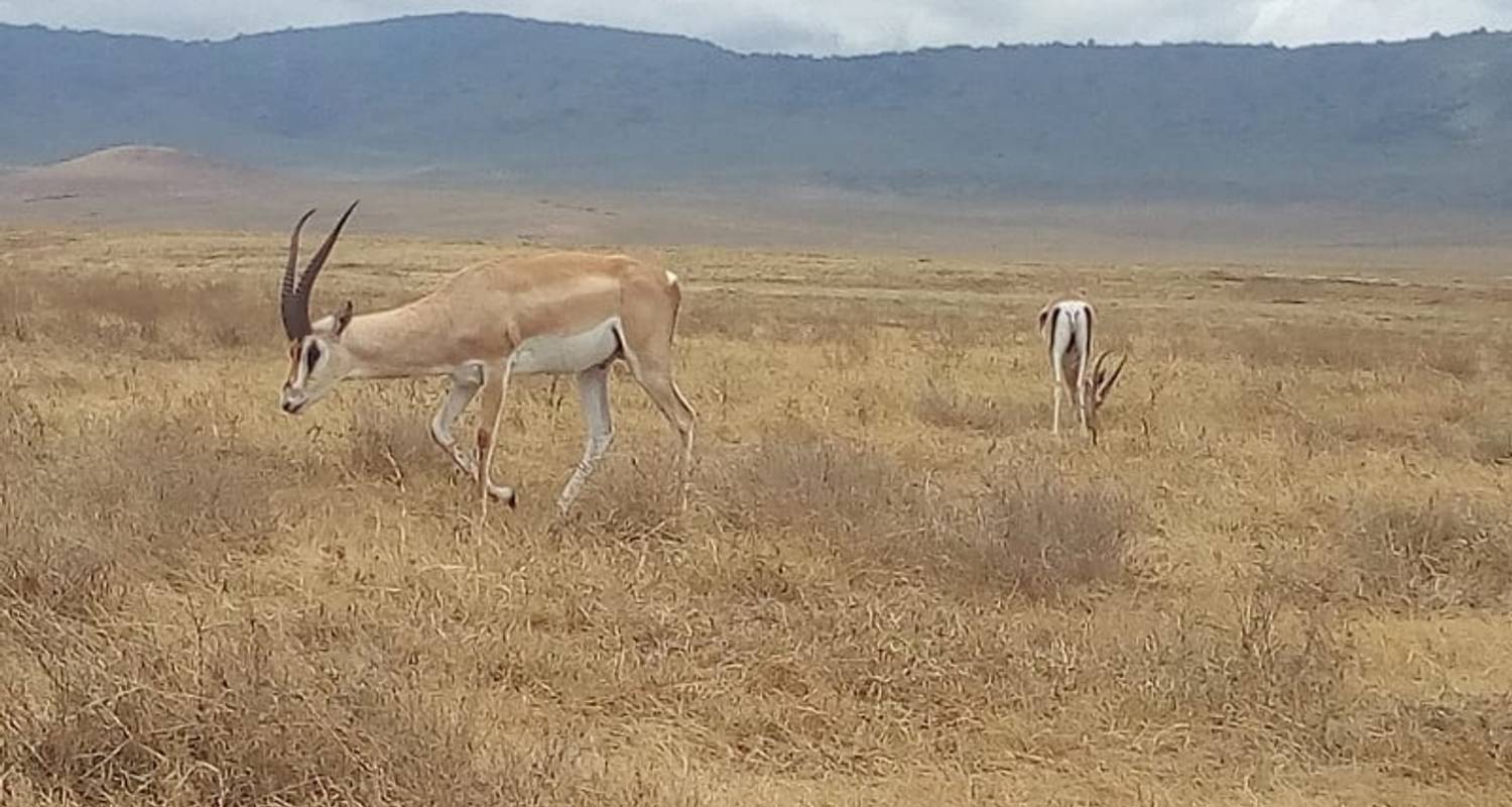 Safari de 1 día por el Parque Nacional del Tsavo este - Kenia - Almighty Kilimanjaro