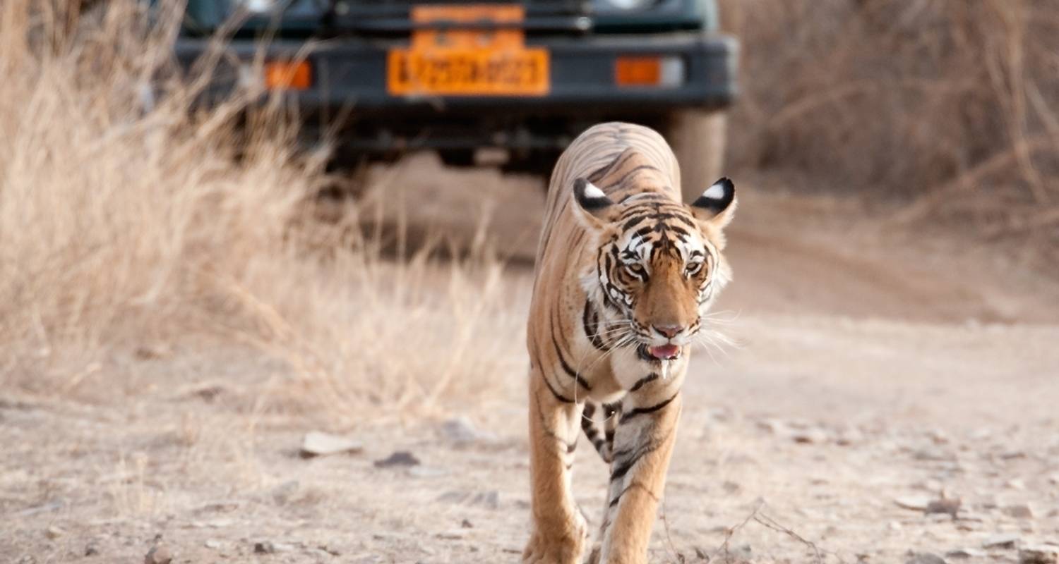 RANTHAMBORE NATIONAL PARK & BHARATUR  WITH GOLDEN TRIANGLE TOUR - Taj Holidays