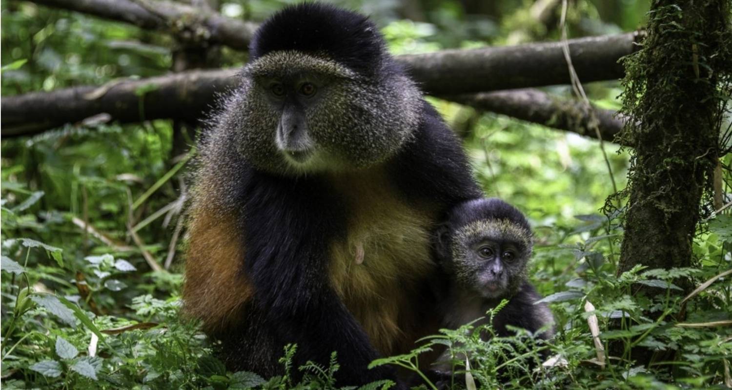 Rwanda Gorilla Trekking and Golden Monkey Tour - Ovacado Adventures