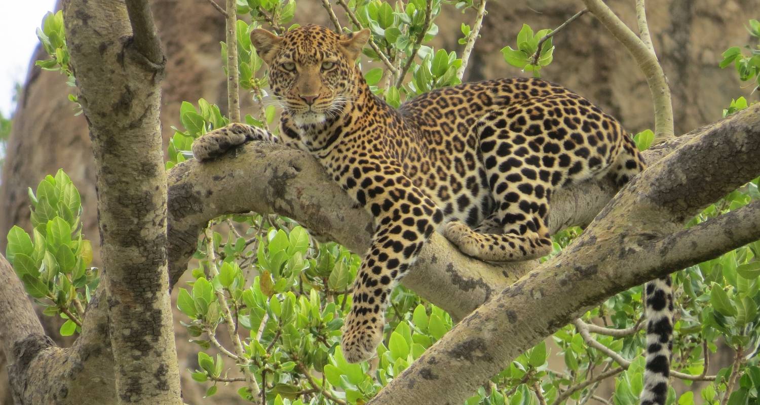 Murchison Falls National Park Big Five Safaris