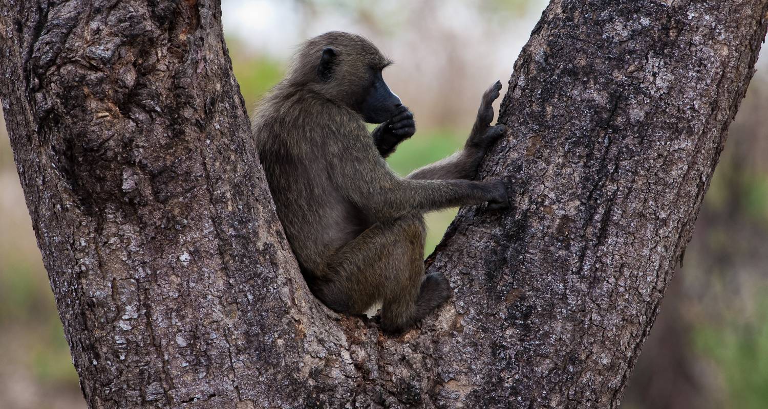 Rwanda Primates Safaris - Ovacado Adventures