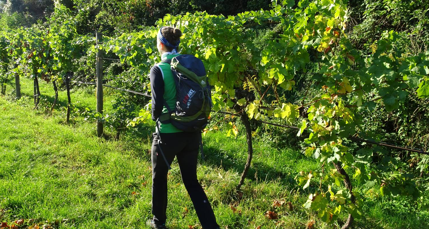 Werelderfgoedroute Wachau met charme - Eurohike