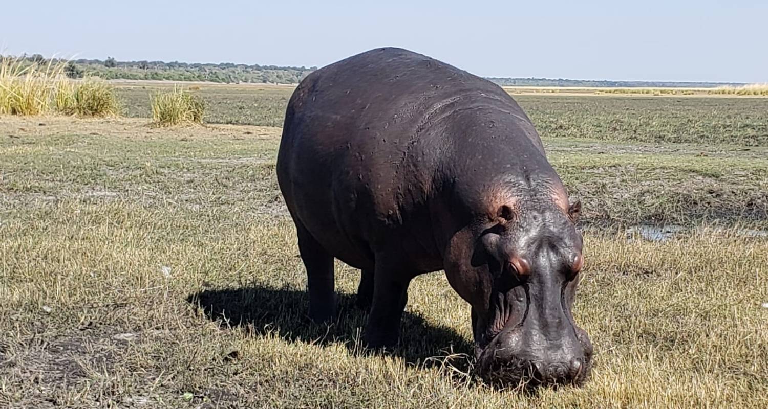 Chutes Victoria, Chobe et Delta - 8 jours - Little Roz Tours