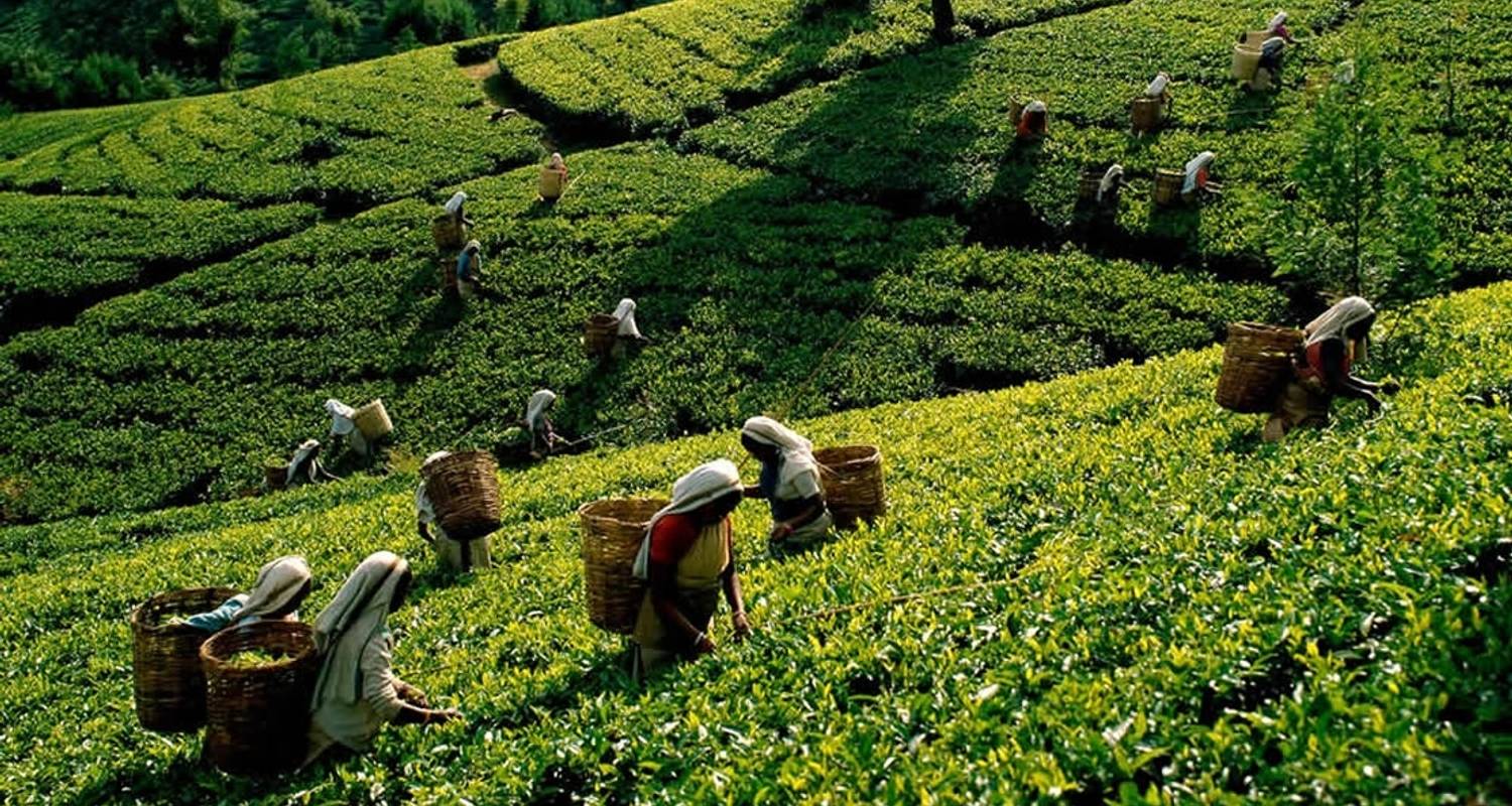 Шри ланка колония. Чайные плантации в Индии 19 век. Шри Ланка чайные плантации. Плантации чая в Индии 19 век. Чайные плантации Цейлона.