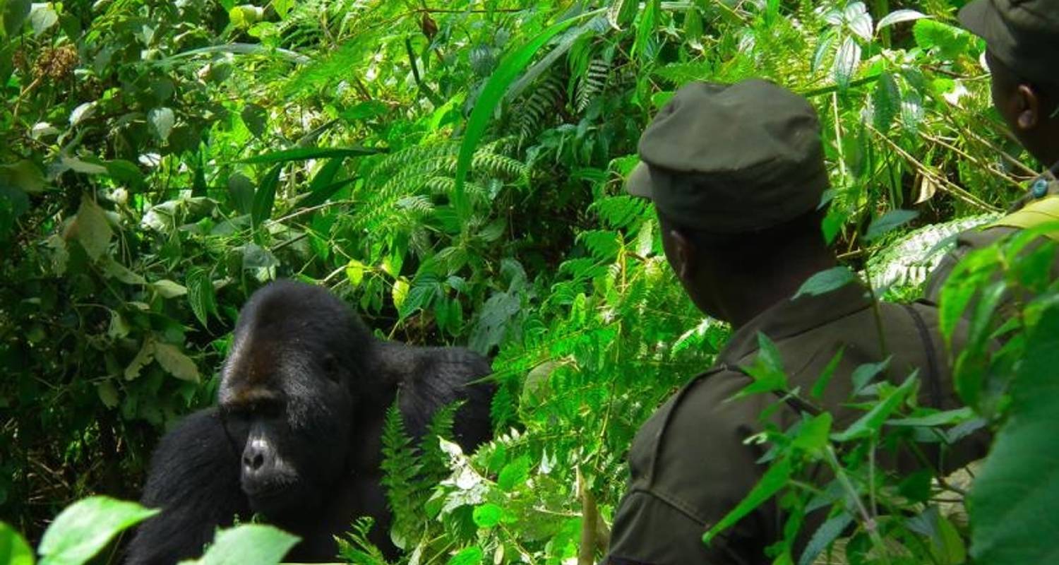 3 Days Gorilla Trekking Budget Safari - Across the Wild African Safaris