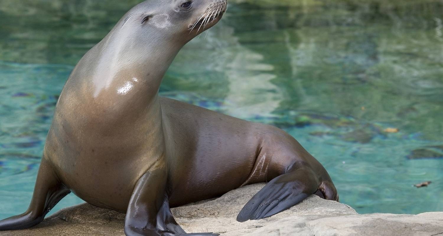 Galápagos – Westliche Inseln an Bord der Reina Silvia Voyager (reine Kreuzfahrtreise) - G Adventures