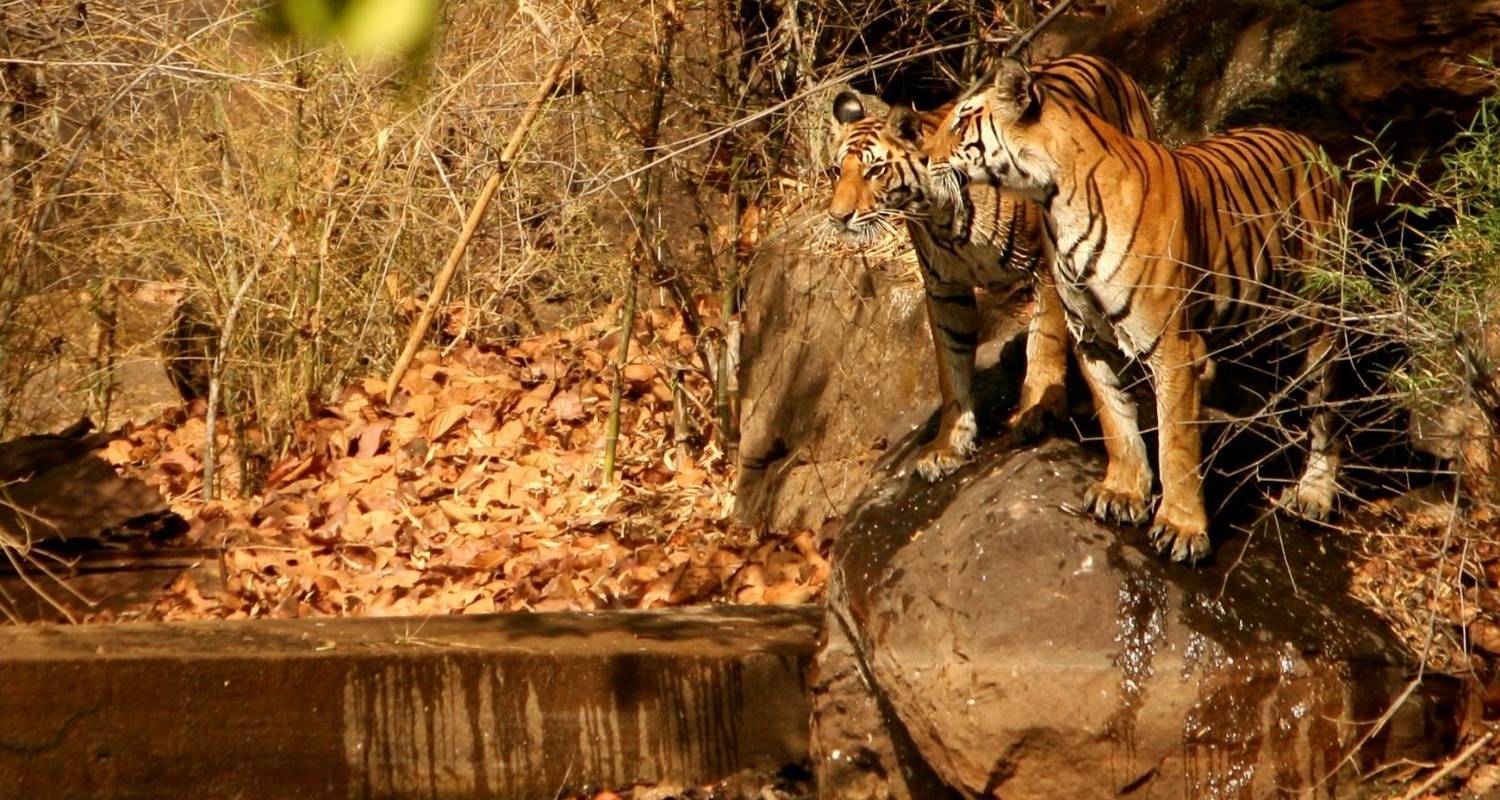 Discover Ranthambore: Safari Tour from Agra to Delhi - Golden Triangle Tours Of India