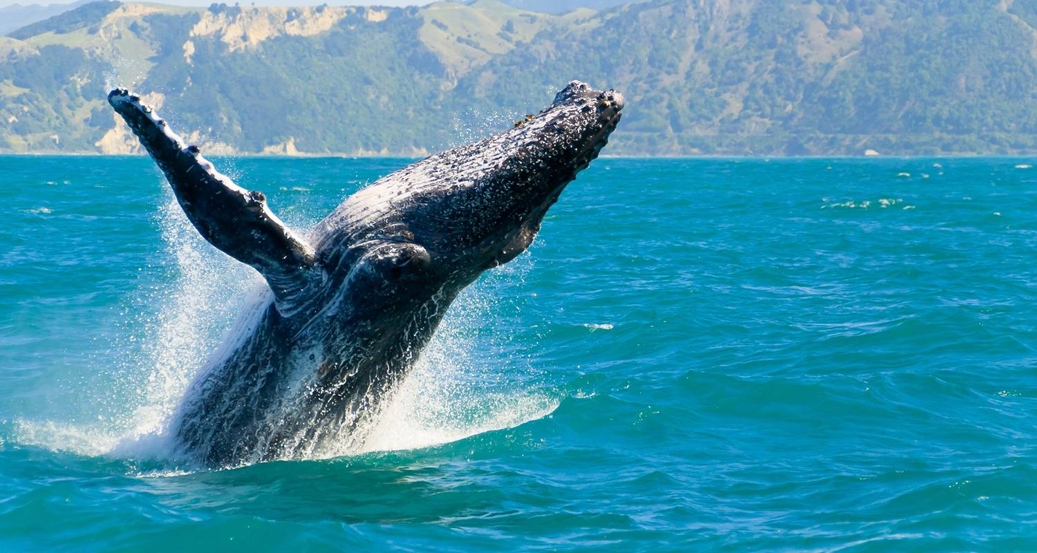 Circuito de 3 días a Kaikoura para ver ballenas, focas y delfines - Thrifty Tours