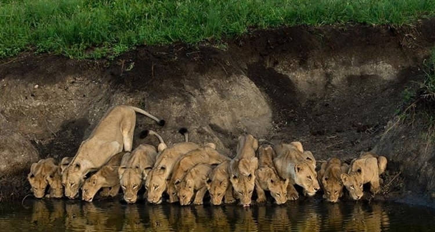 Excursion d'une journée dans le parc national d'Arusha - Tanzanie - Africa Outland Safaris