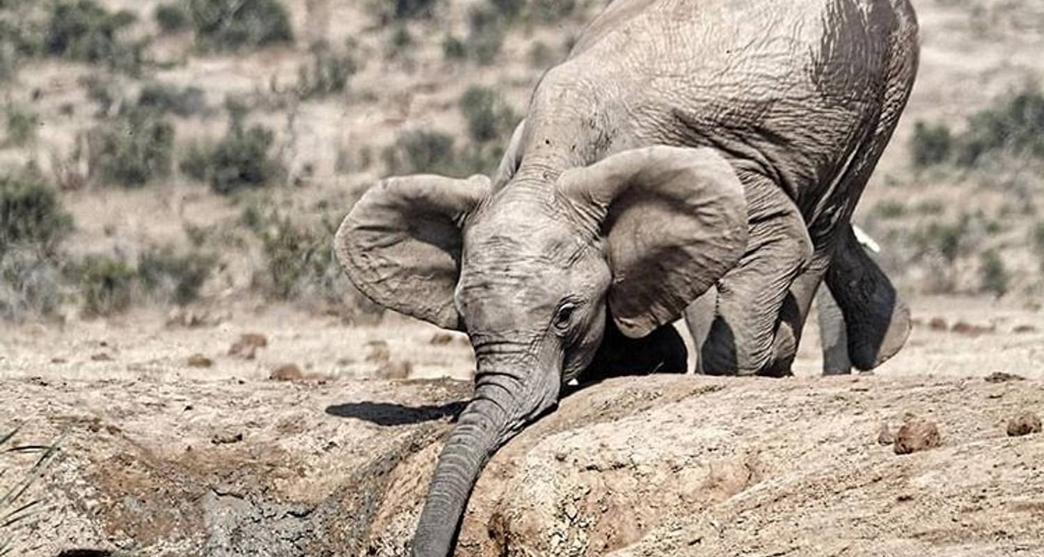 Circuito de un día en el Parque Nacional de Tarangire - Africa Outland Safaris