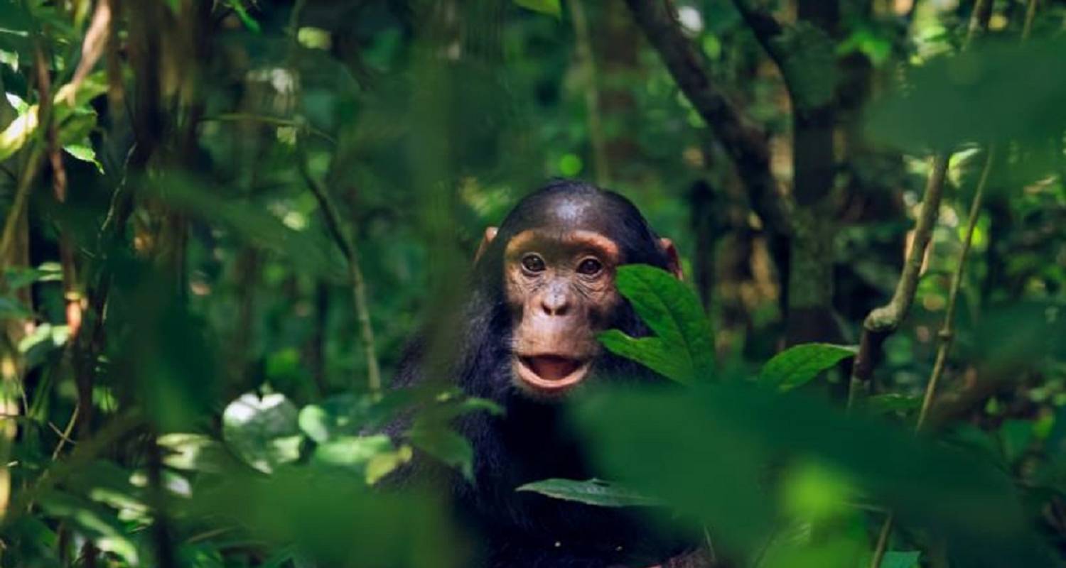 5 Day Gorilla And Chimpanze Safari - Across the Wild African Safaris