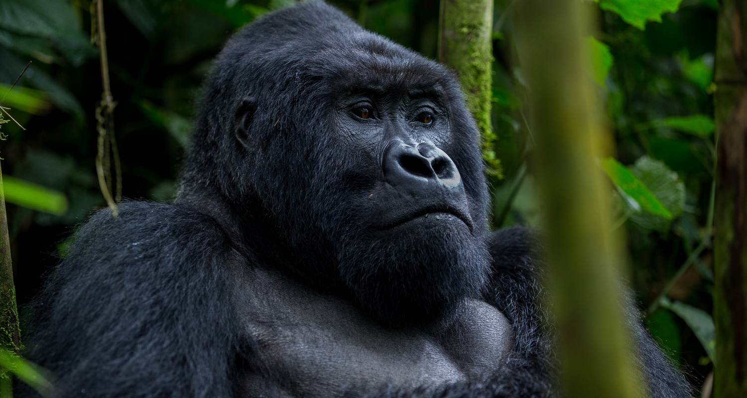 5-Day Gorilla tracking, glorious wildlife and lake Bunyonyi - Trek Rwenzori Tours