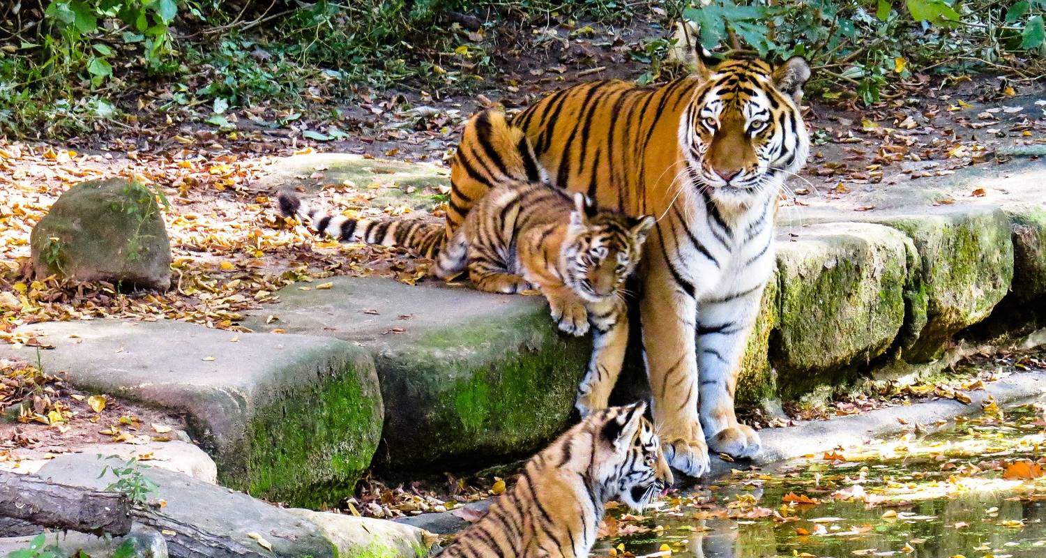 Rajasthan Wildlife Tour by Alkof Holidays - TourRadar