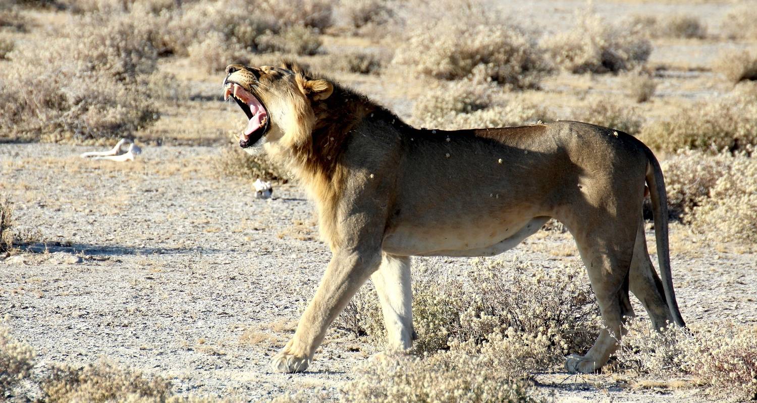 Etosha NP & Swakopmund Safari 4 Days/ 3 Nights - Across Africa Tours & Travel