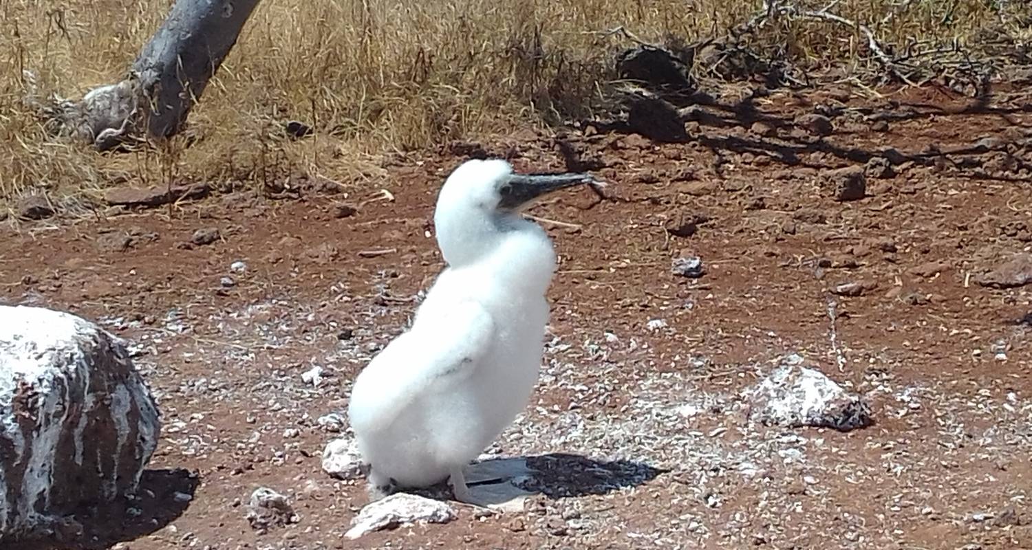 Les Galapagos dévoilées - True Ecuador Travel