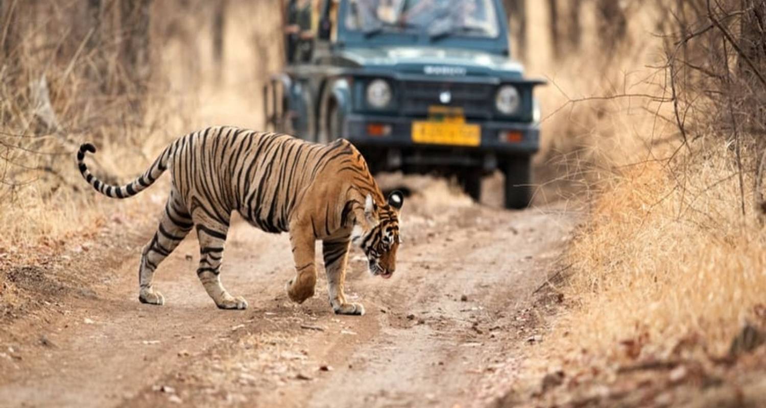 Fotografía de Fauna y Naturaleza Circuitos en Asia