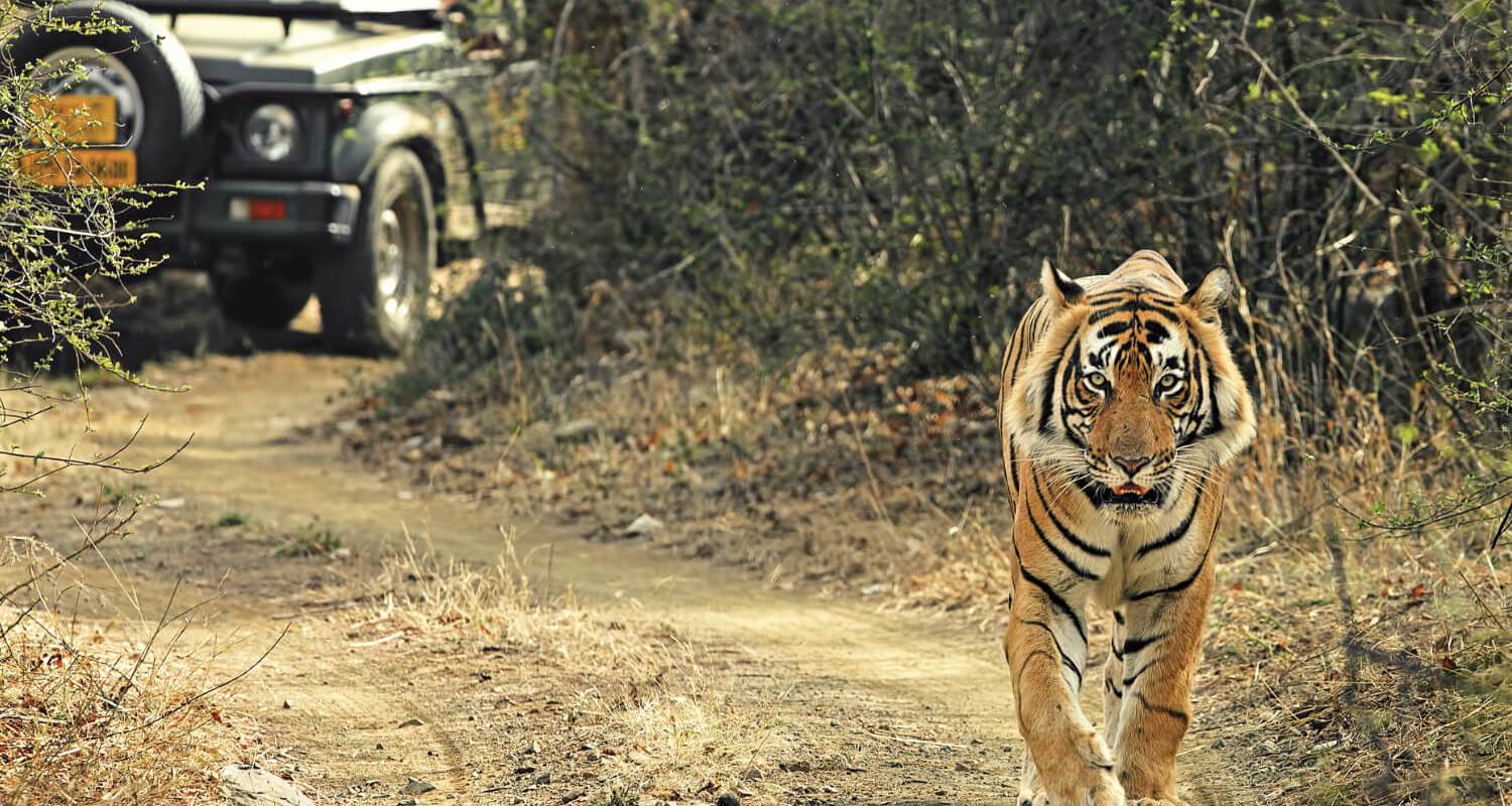 tiger safari near agra