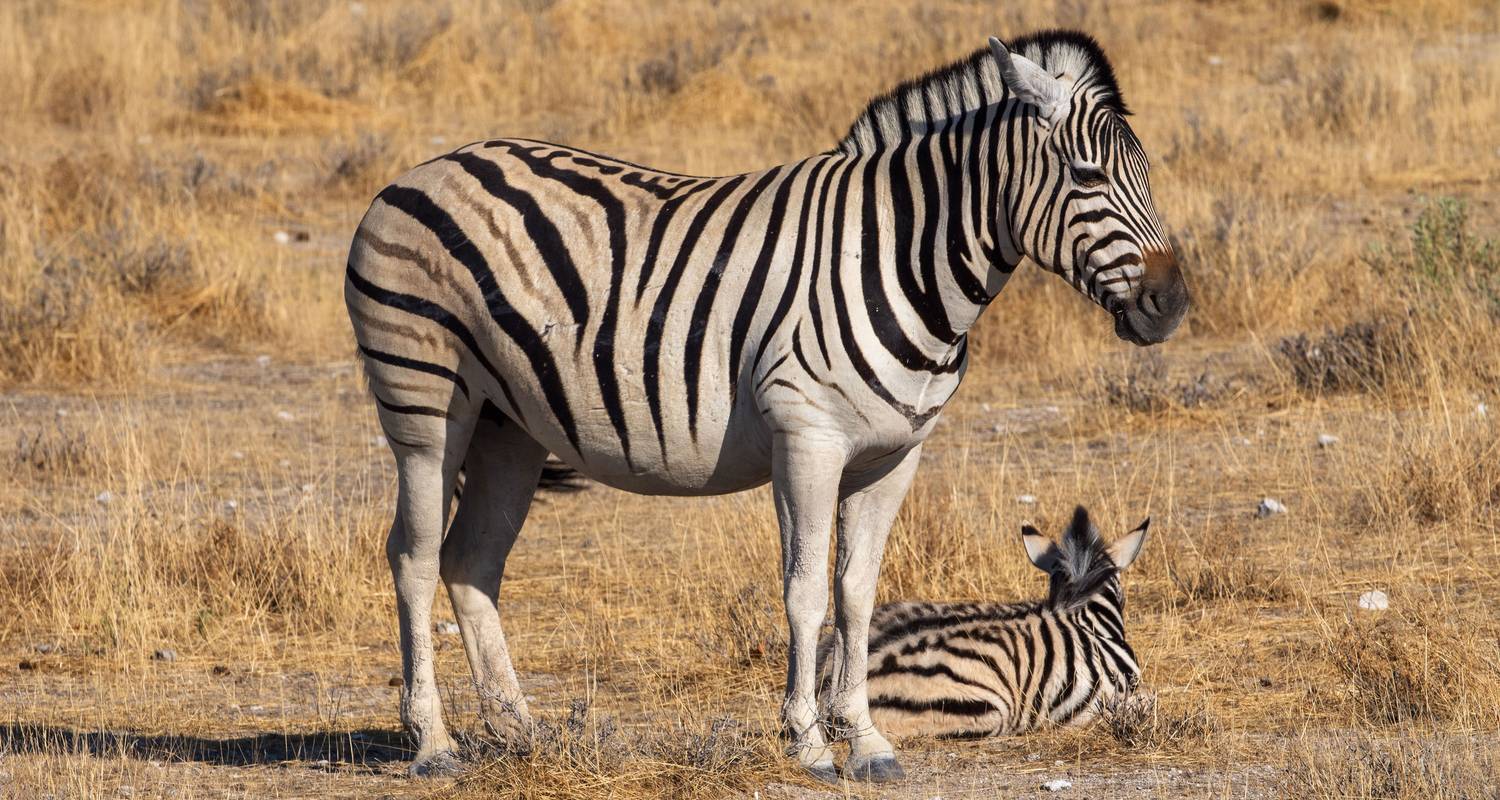 6 jours La grande migration des gnous - juillet à octobre - Muraa African Safaris