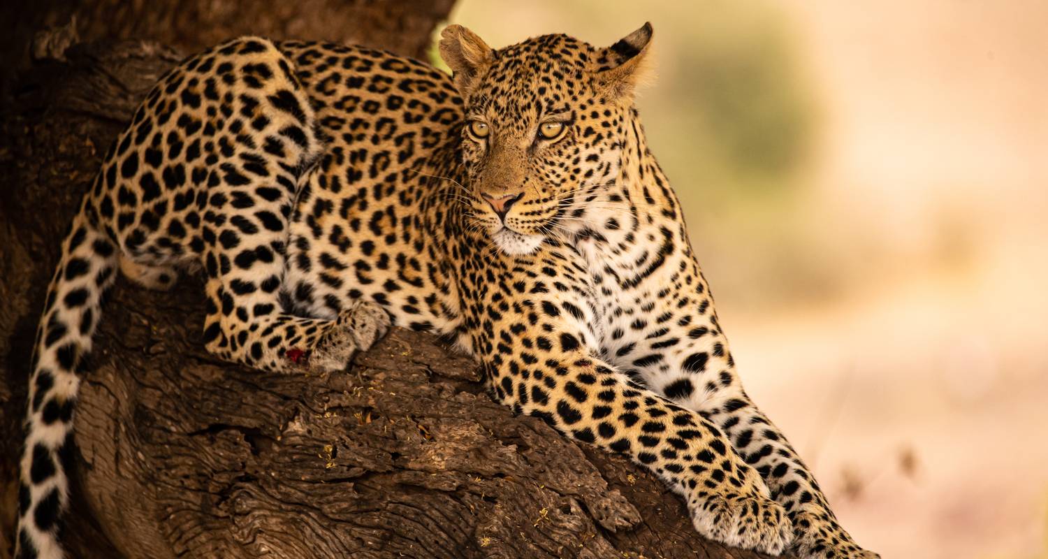 4 jours de découverte de la nature sauvage - Moyenne gamme - Muraa African Safaris