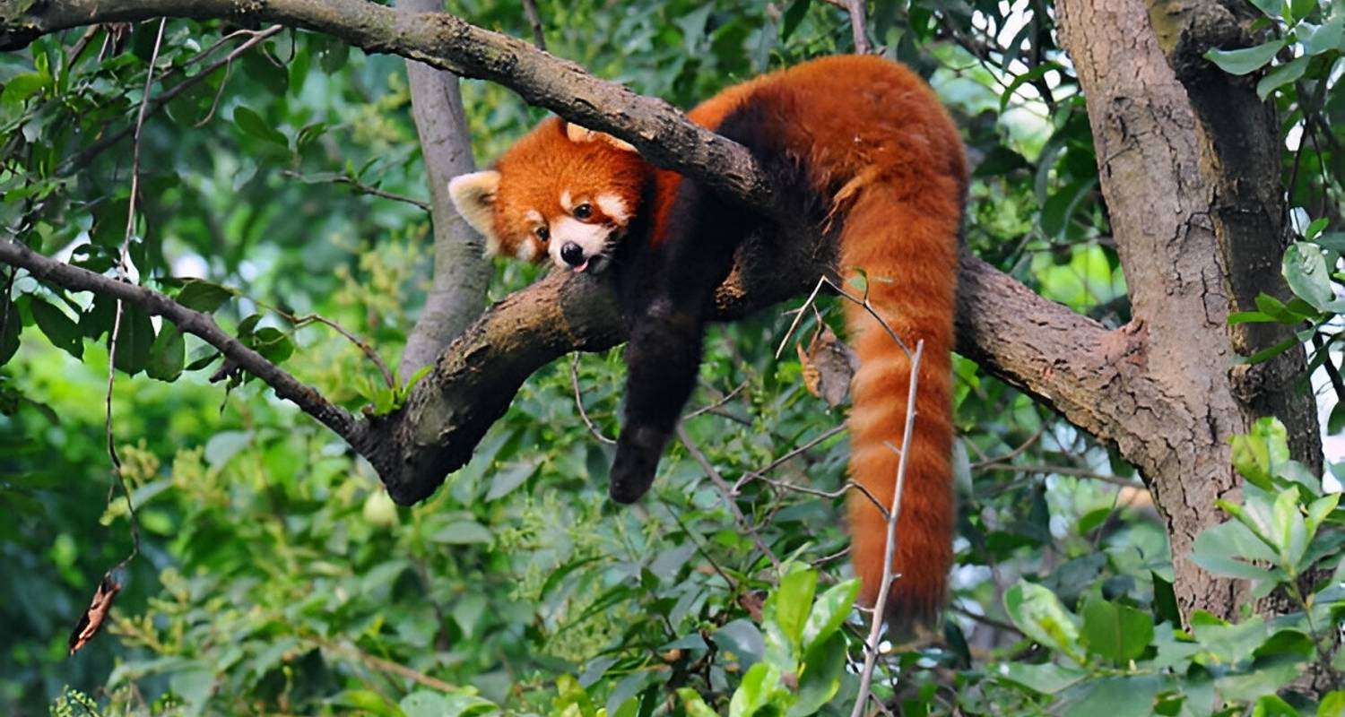 Seguimiento del panda rojo en peligro de extinción en Nepal - Aarya Village Travel