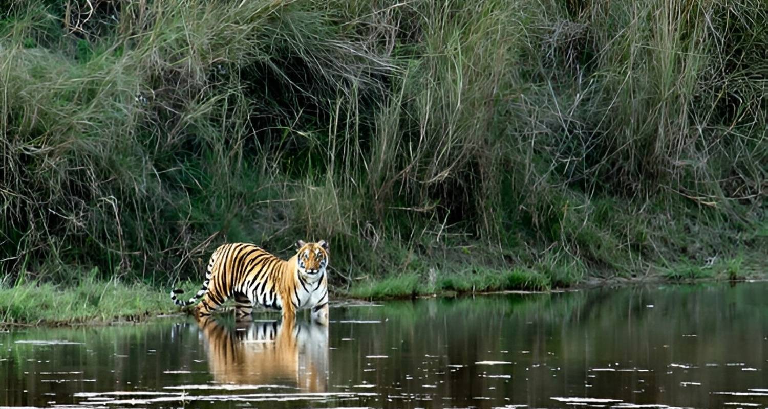 Seguimiento del Tigre de Bengala en el Parque Nacional de Bardia - Aarya Village Travel