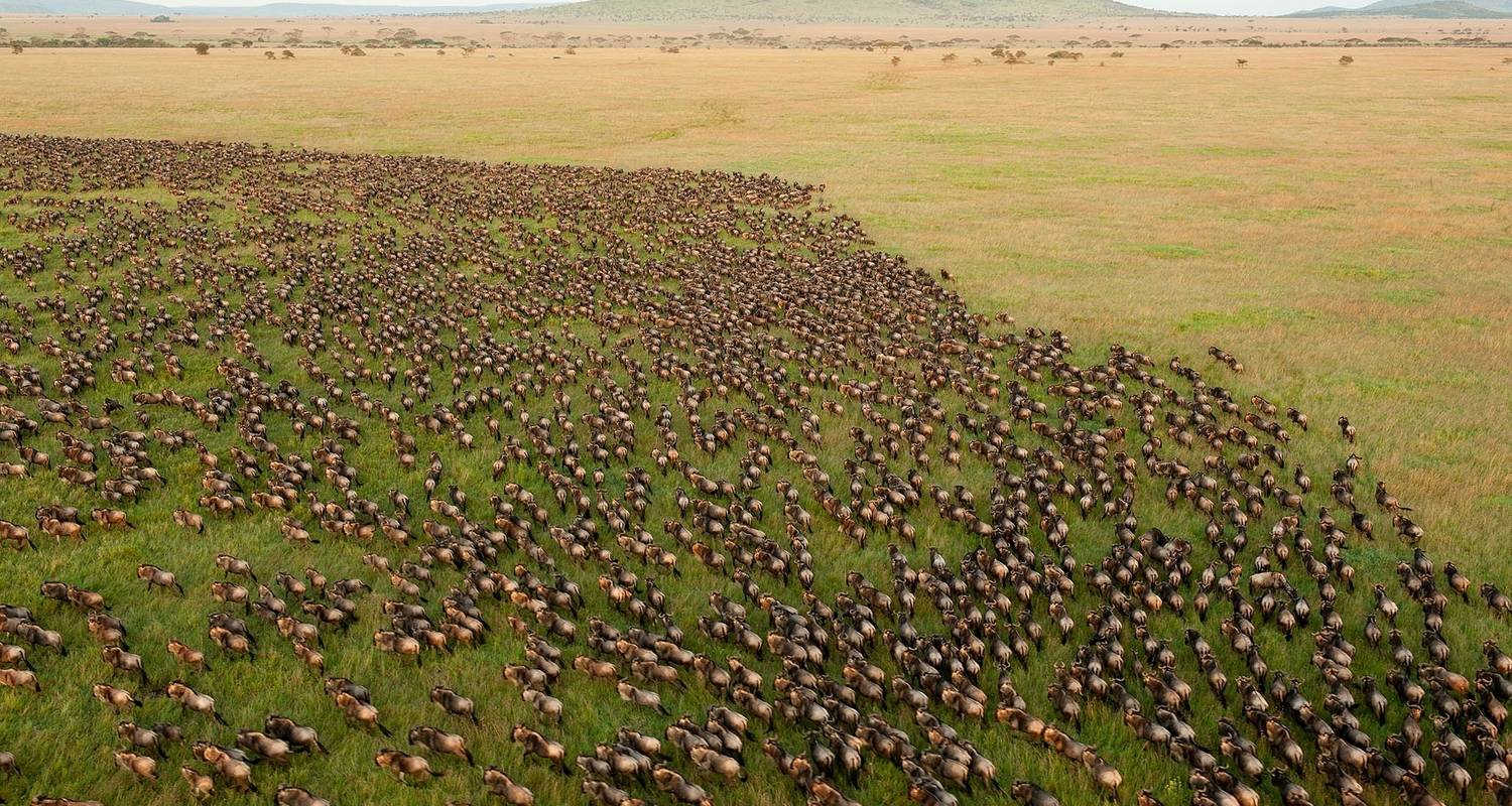 5 jours en groupe joint Parcs nationaux du Serengeti, du Ngorongoro, du lac Manyara et du Tarangire - Safari Serengeti Booking