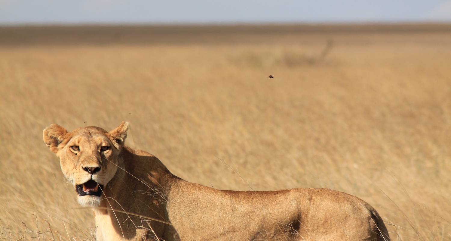 5 días viviendo entre leones - Alta gama - Muraa African Safaris