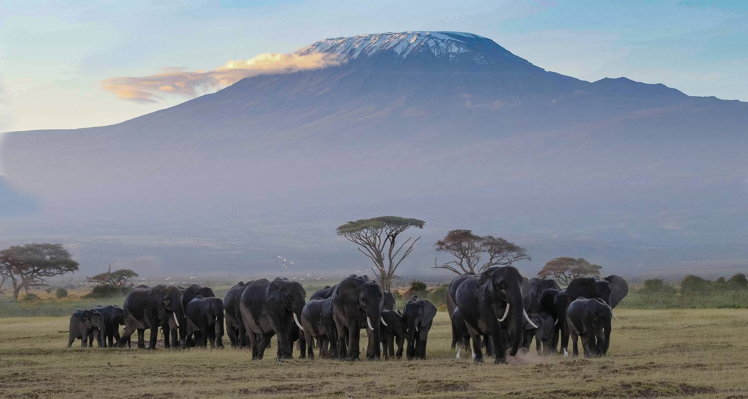 5 Tage /4 Nächte Kenia Safari (Comfort Plus) - Across Africa Tours & Travel