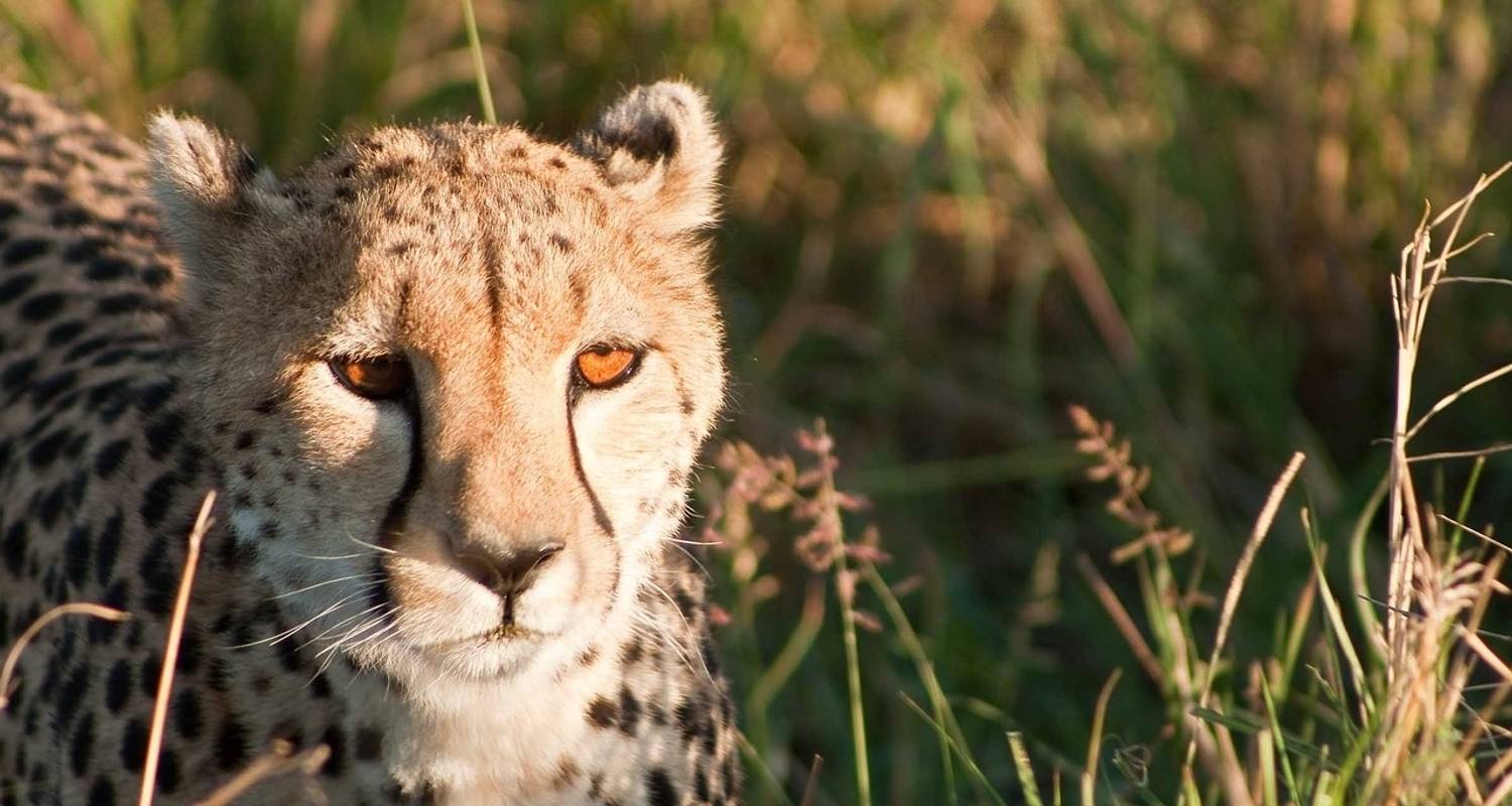 Aventura en Maasai Mara - Lago Nakuru ( Confort plus) 4 Días /3 Noches - Across Africa Tours & Travel