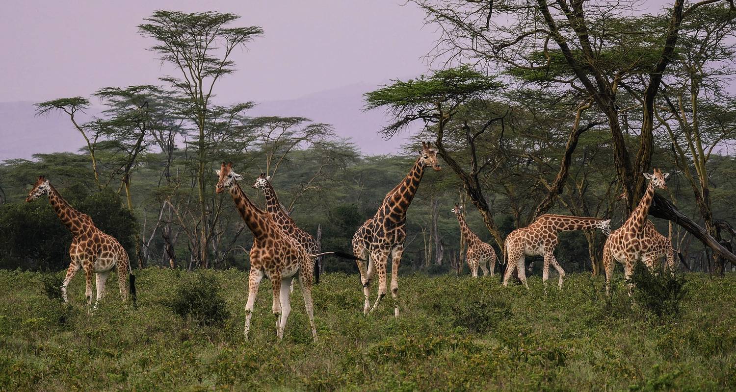 3 Tage/2 Nächte Masai Mara über das Great Rift Valley (Comfort) - Across Africa Tours & Travel
