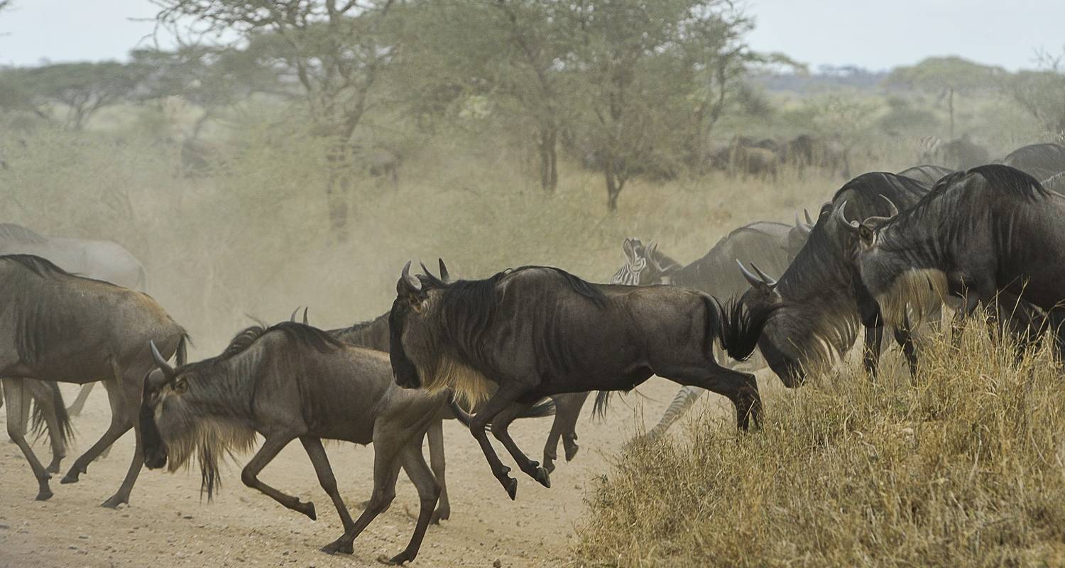 4jours/3nuits, Serengeti, cratère du Ngorongoro et lac Manyara - Across Africa Tours & Travel