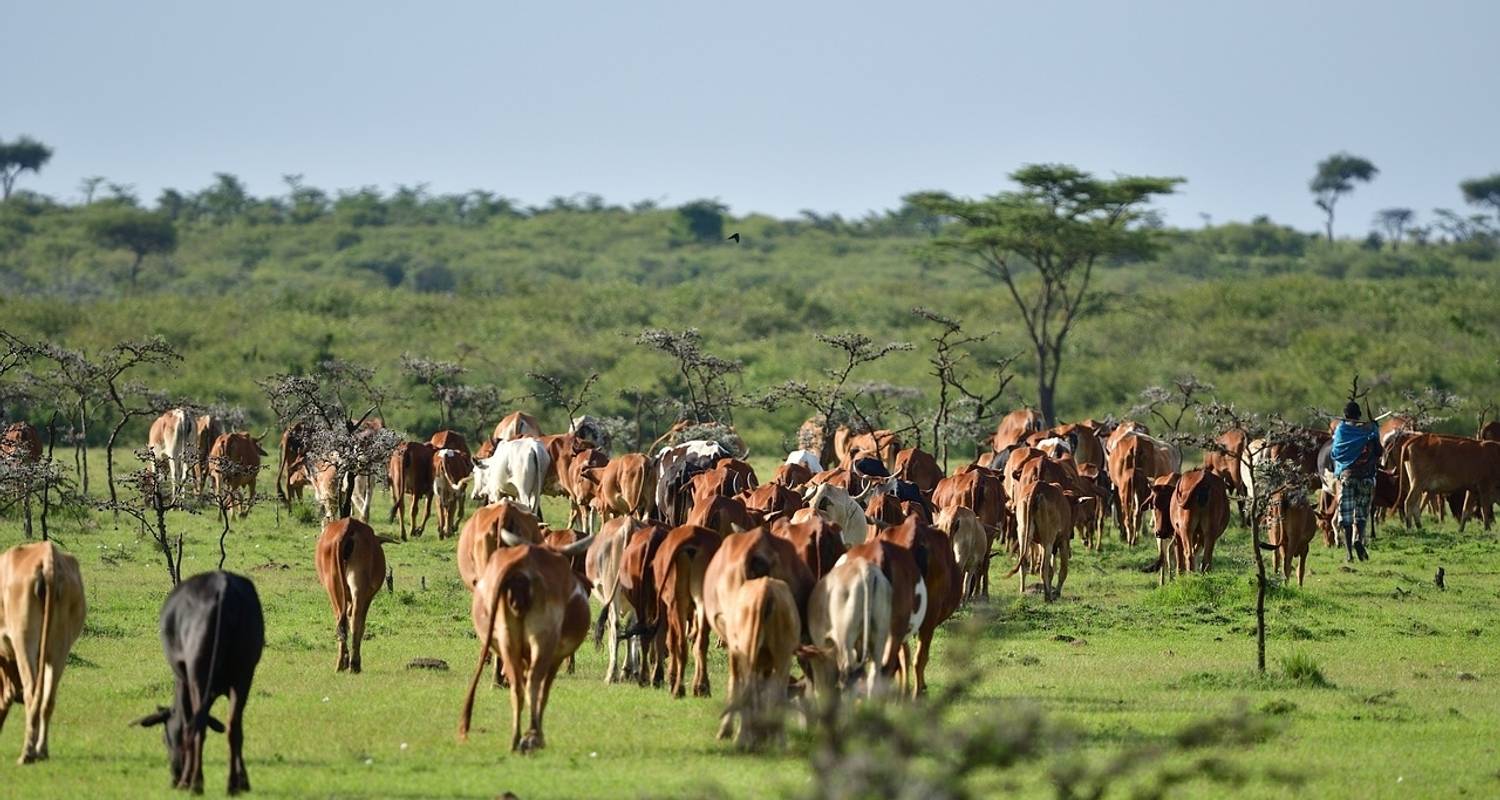 Immersion culturelle - Séjour chez l'habitant et safari - Motto Tours