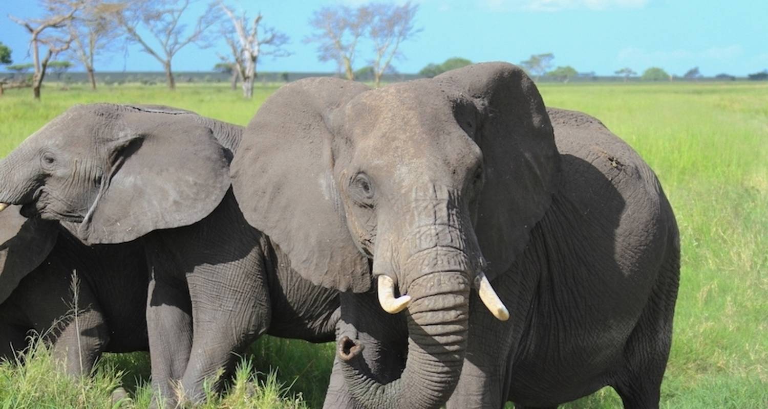 Excursion d'une journée dans le parc national du lac Manyara - Adventure Makers Tanzania