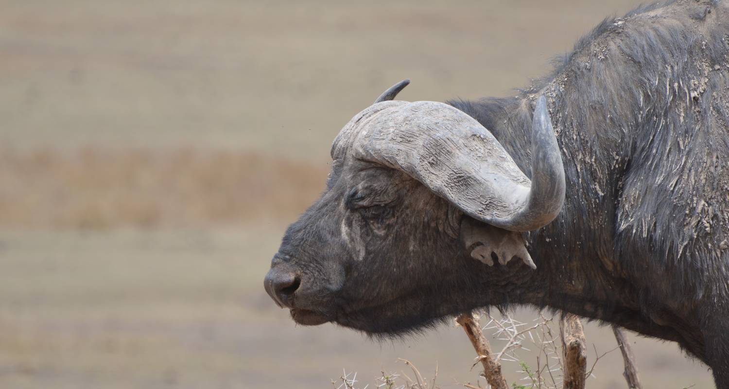 Ngorongoro Krater Tagesausflug - Adventure Makers Tanzania