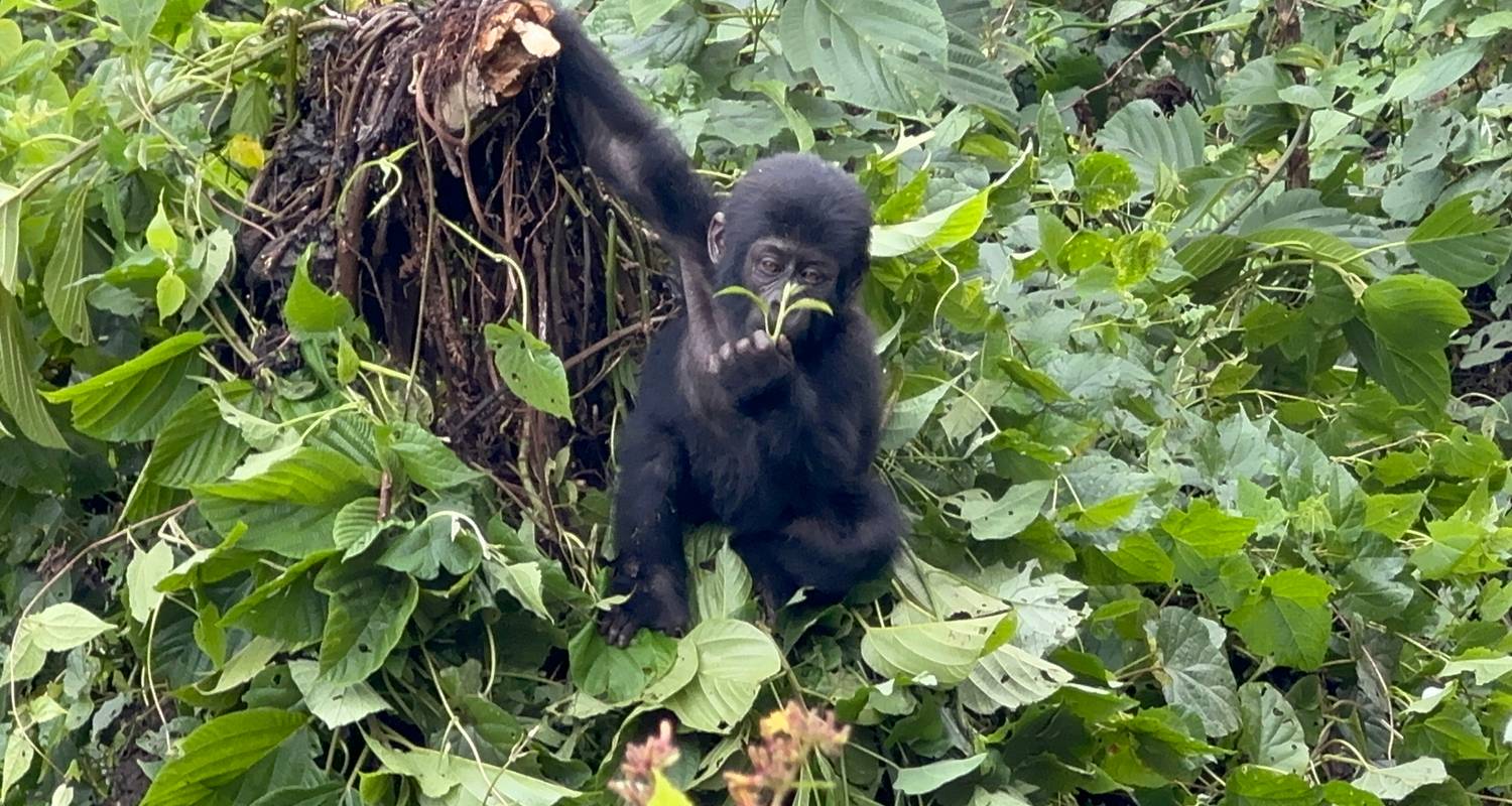 11 Tage Schimpansen Trekking, Gorilla Tracking & Wildlife Safari - Safari 2 Gorilla Tours (U) Ltd