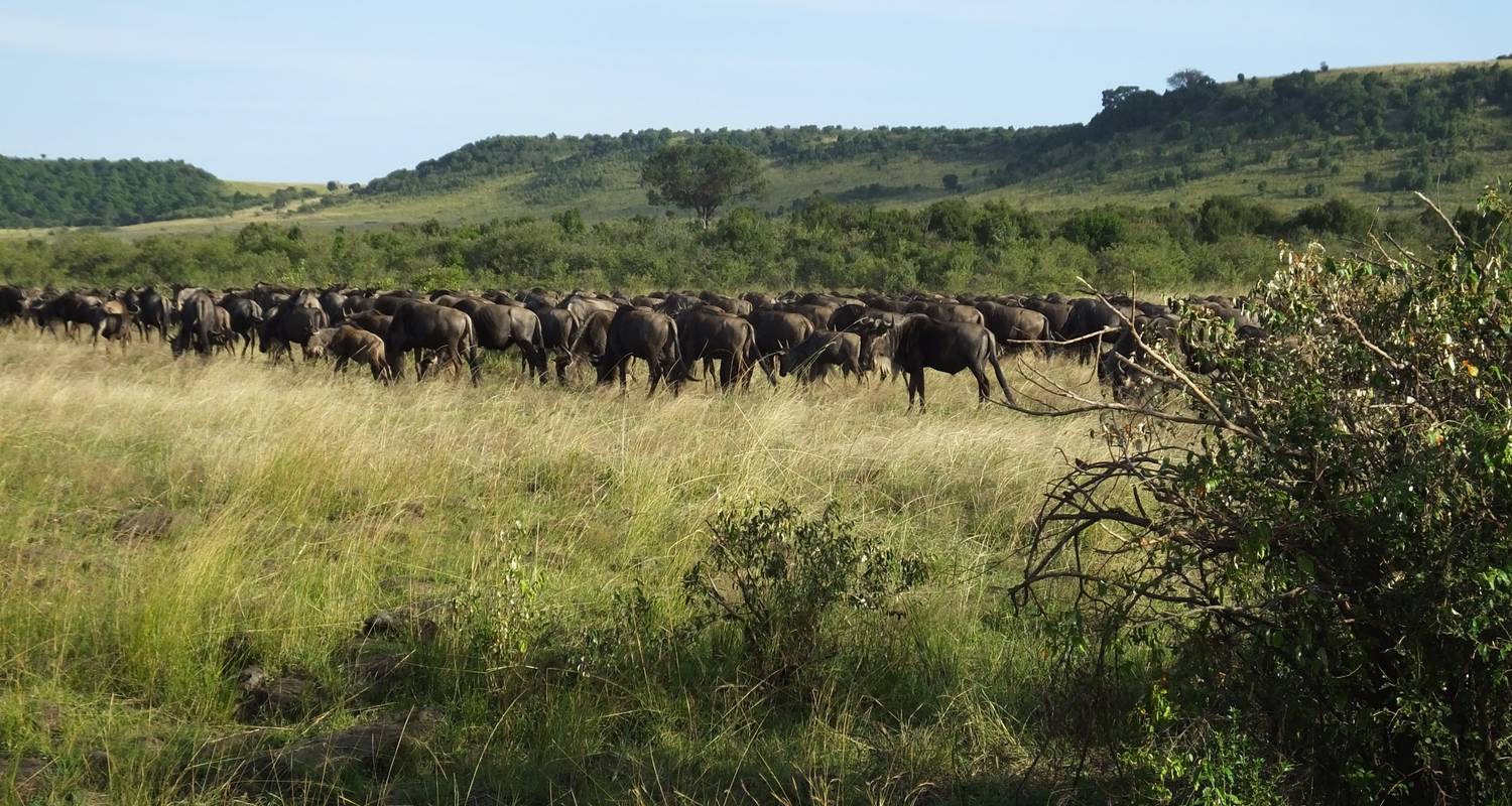 Safari de migration des gnous - All Time Safaris Ltd