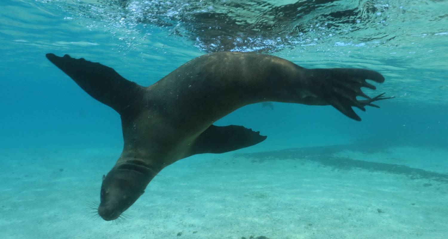 Santa Fe Galapagos Snorkelen Dagtocht plus Playa Escondida  – Inclusief Lunch - Nature Galapagos & Ecuador