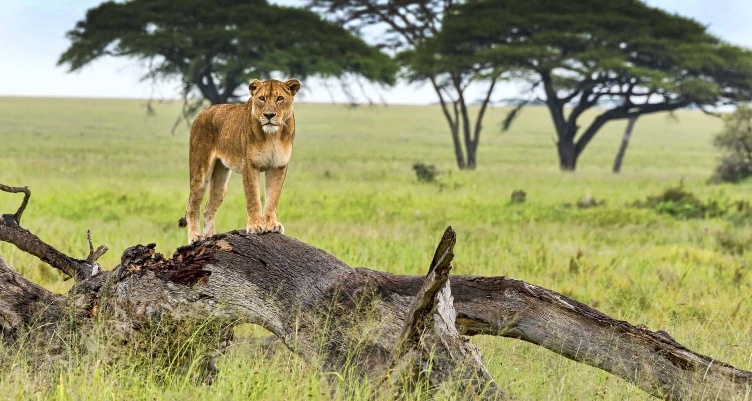 Luxusreise von Kenia nach Tansania - 10 Tage - Muraa African Safaris