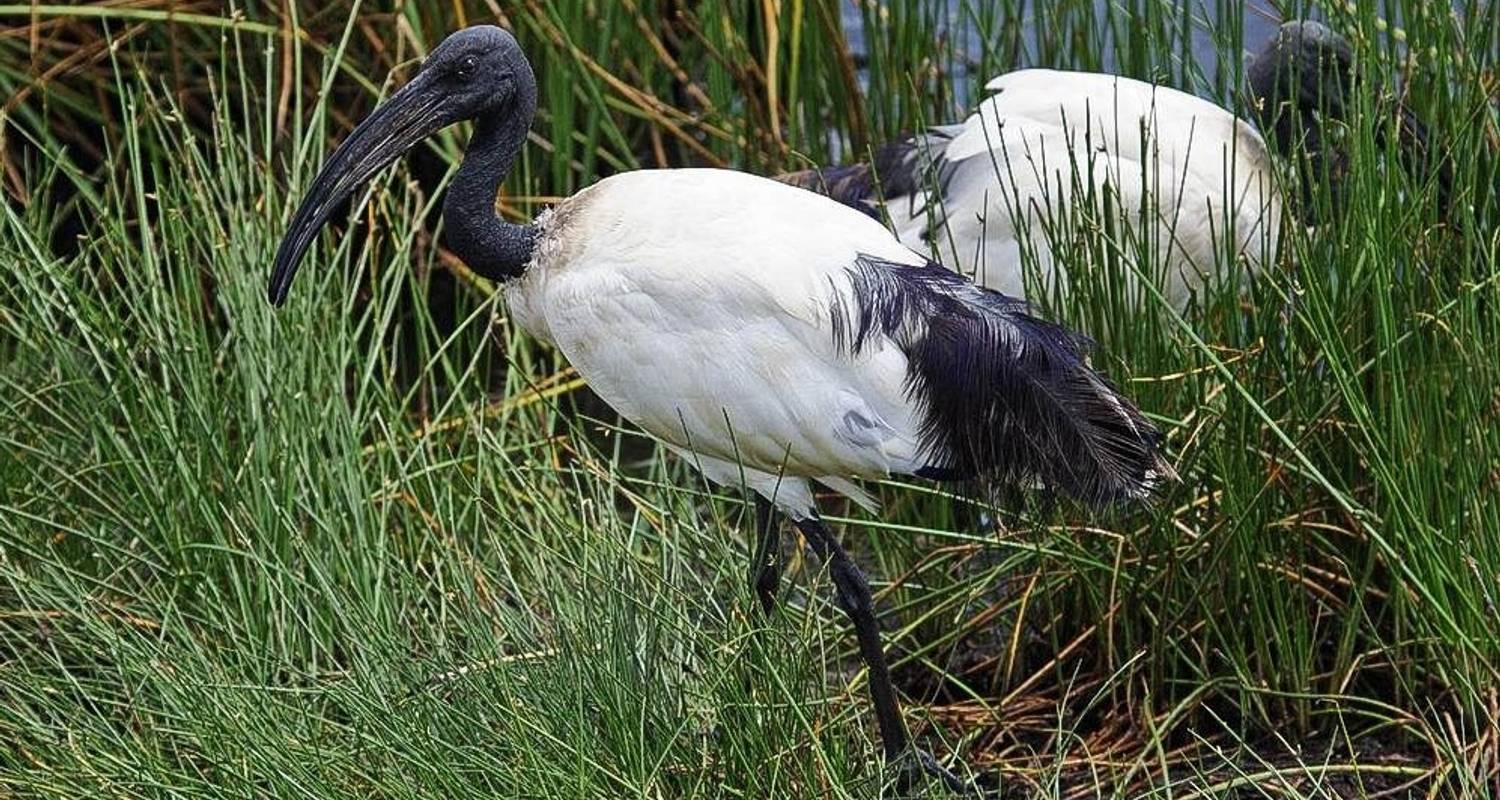 Excursion d'une journée dans la zone de conservation du cratère du Ngorongoro - Safari Serengeti Booking