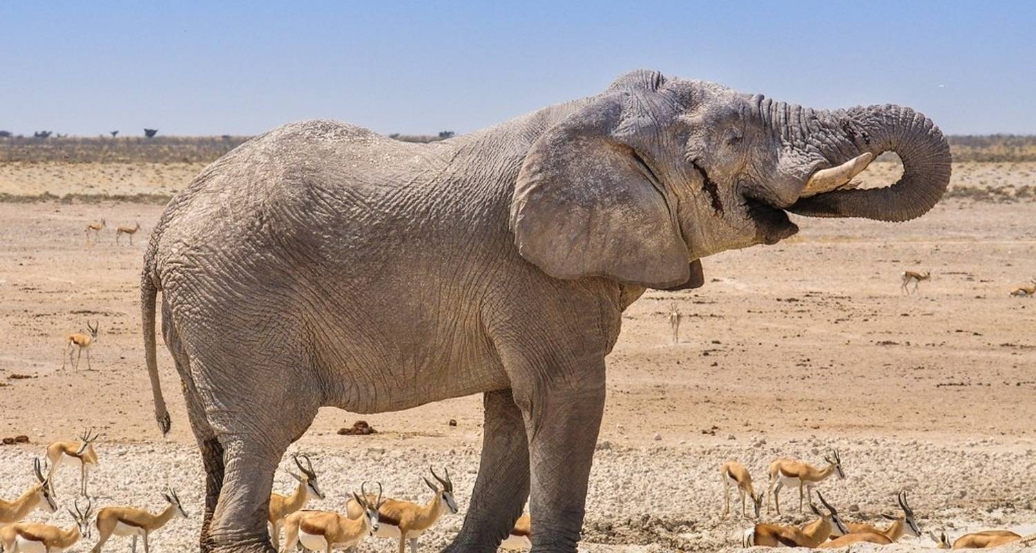 3 Days Etosha National Park | Private Guided Camping