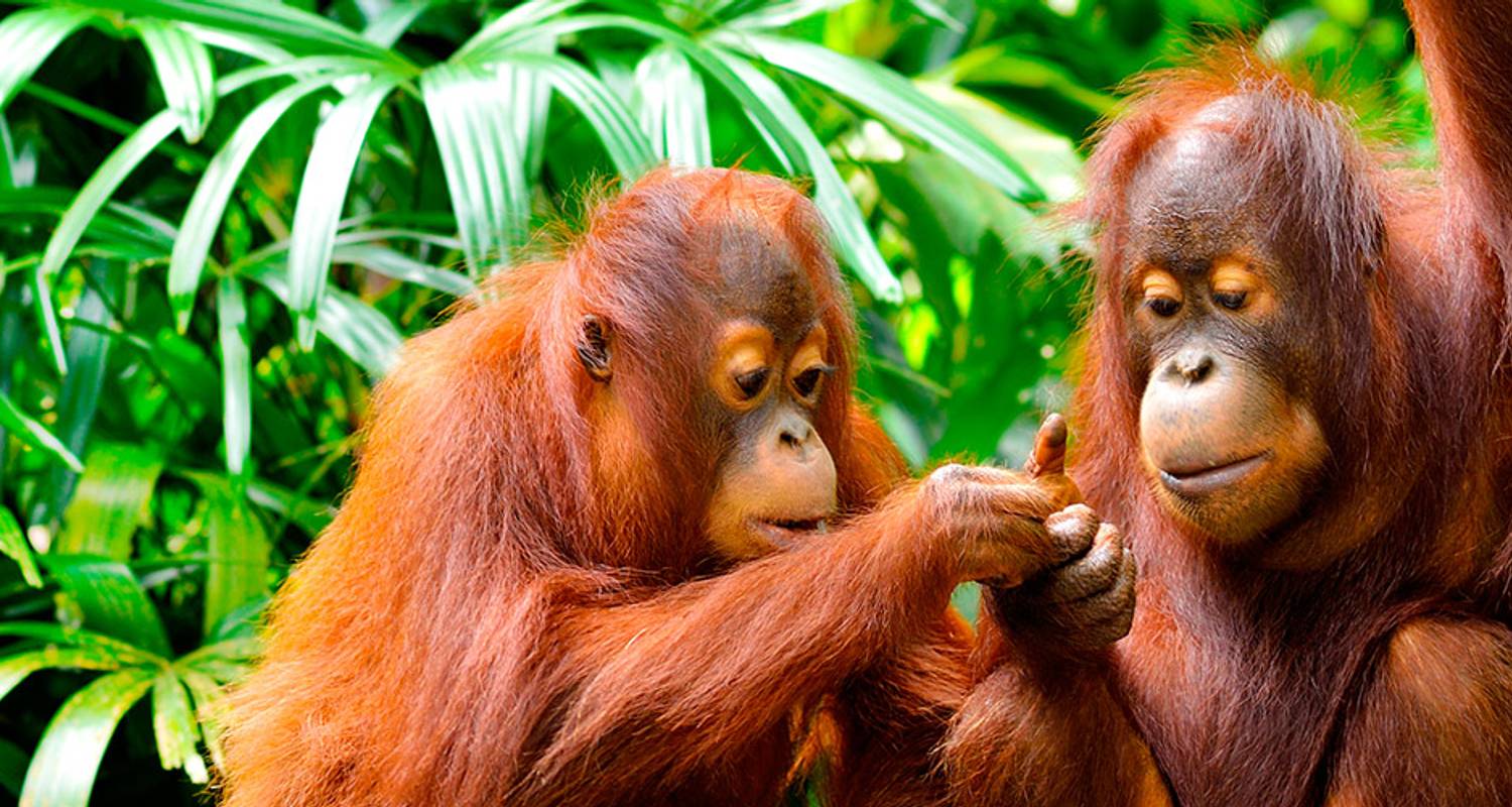 Expédition en Indonésie : Orangs-outans de Kalimantan - Intrepid Travel