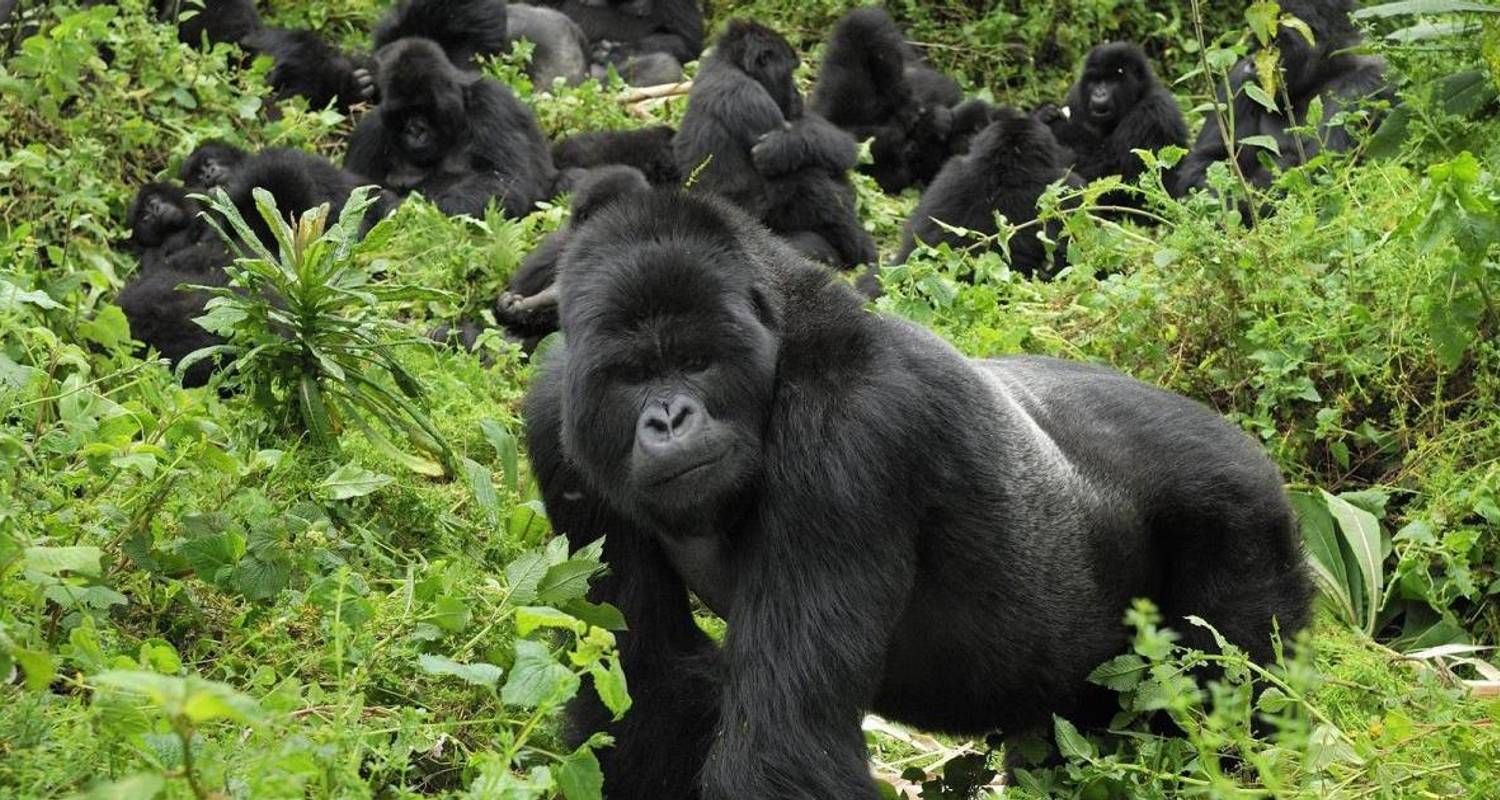 4 Gorilla and Wildlife Safari - Buyaga Safaris