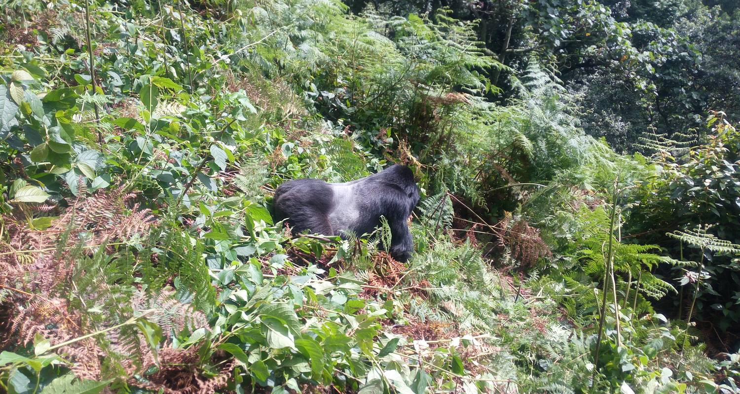 3-Day Gorilla Tracking Batwa Culture & Lake Bunyonyi Relax - Pamoja Tours and Travel 