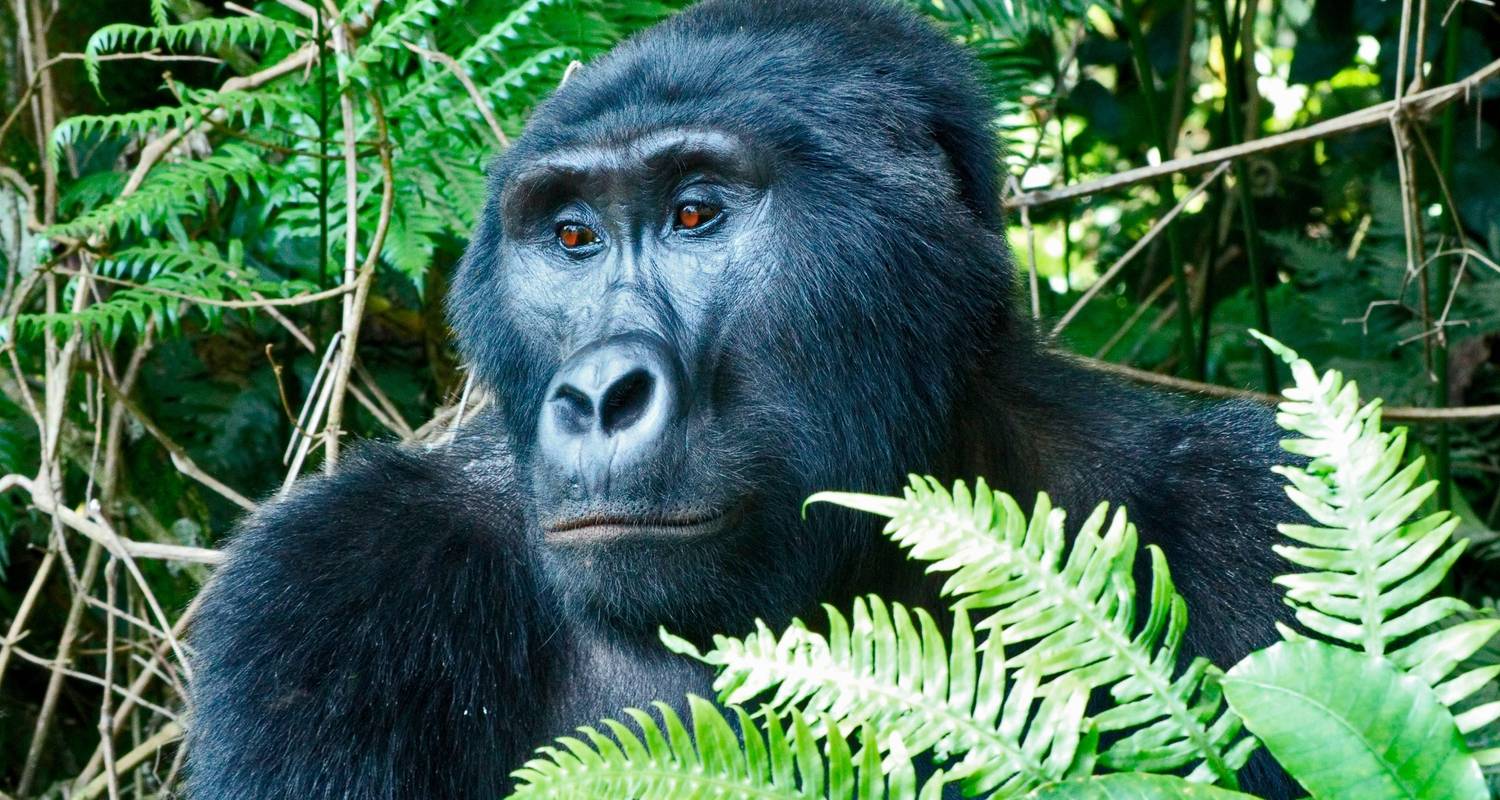 Gorilla Tours & Trips